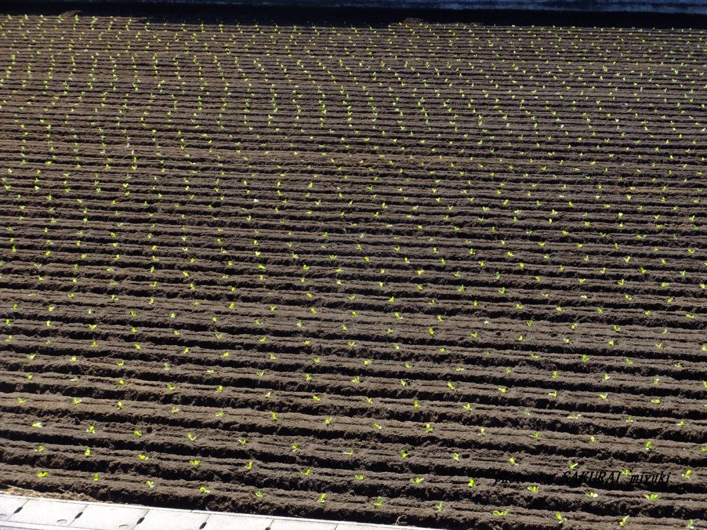 定植済んだ白菜畑　2015.9．22