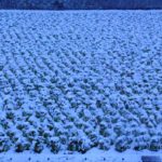 雪の白菜畑　　2016.1．18