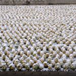 雪の白菜畑　　2016.2．25
