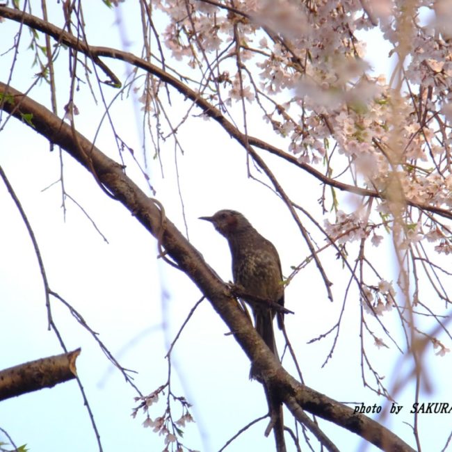 枝垂れ桜とヒヨドリ　　2015.4．2