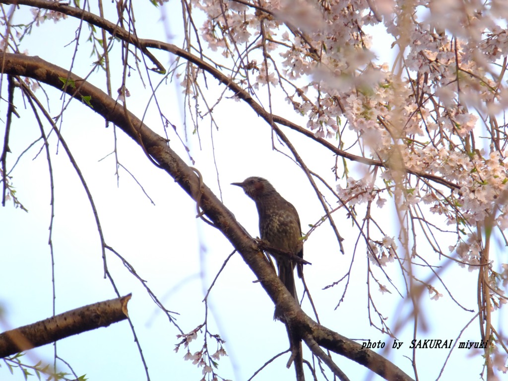 枝垂れ桜とヒヨドリ　　2015.4．2