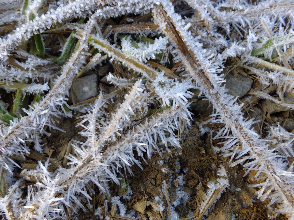 枯草の霜