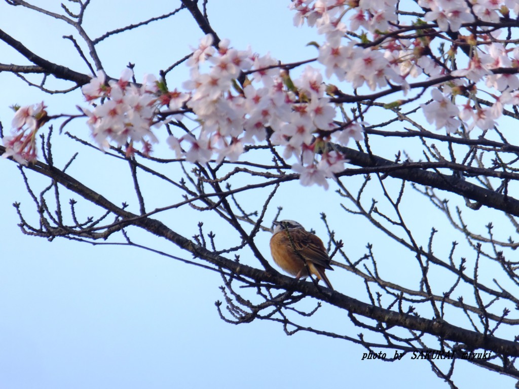 桜とホオジロ　　2015.4．6