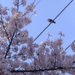 桜とムクドリ　　2015.4．6　　栃木県小山市