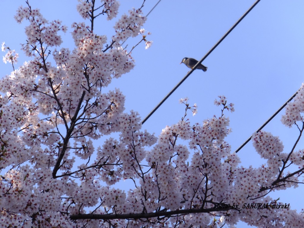 桜とムクドリ　　2015.4．6