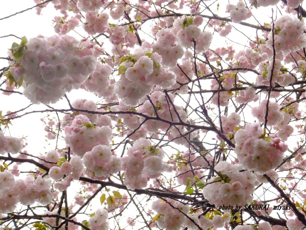 桜　　2015.4．14