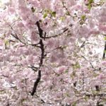 おもいがわ桜　　2015.4．15　　栃木県小山市