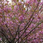 まだまだ桜　　2015．4.16　　栃木県小山市