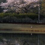 桜とアオサギ　　2015．4.16　　栃木県小山市