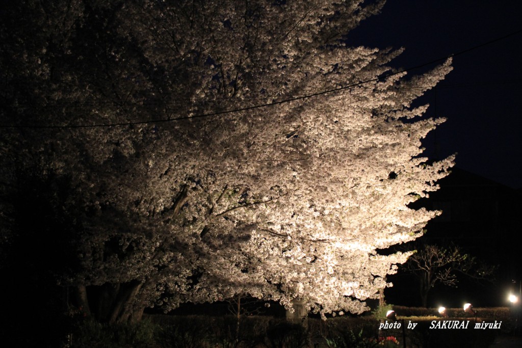 ご近所さんの夜桜　　2015.4．9