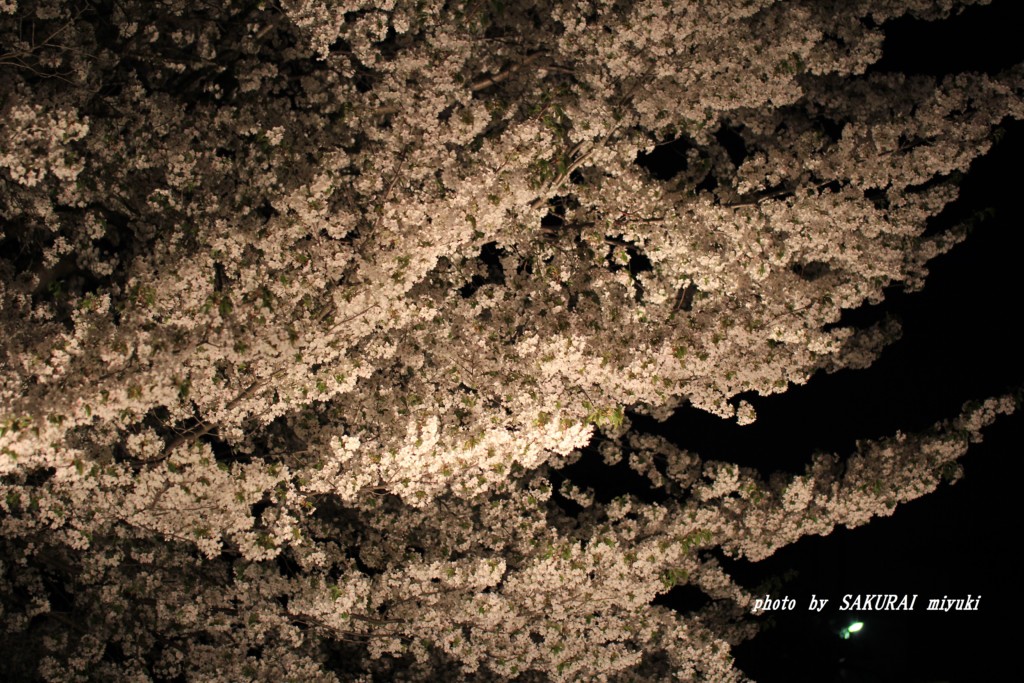 ご近所さんの夜桜　　2015.4．9