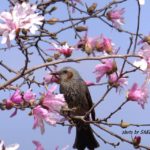 ベニコブシの花を食べるヒヨドリ　2015.3．21　栃木県小山市