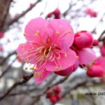 ピンクがかわいい感じのウメ　2015.2．23　栃木県小山市