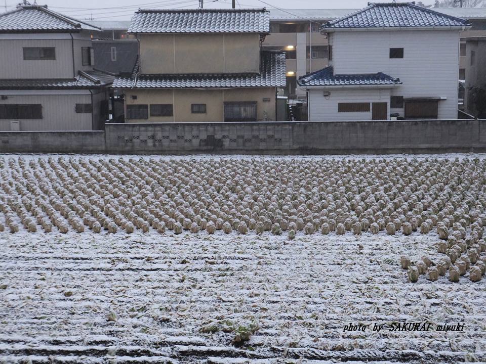 雪の白菜畑　2015.1．30