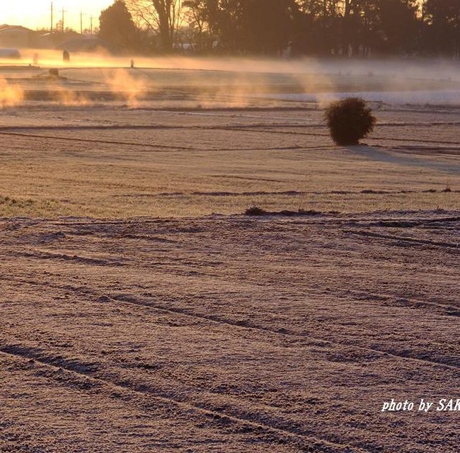 霜の畑　2015.2．22