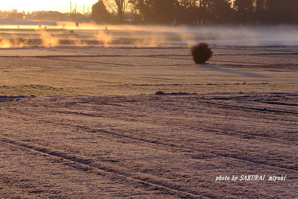 霜の畑　2015.2．22