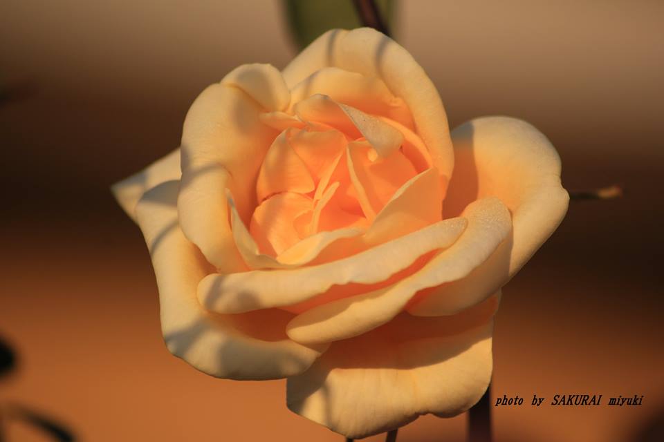 黄色いバラ　2014.11．25