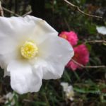 冬が近づくと咲く白いツバキ　2014.11．30　栃木県小山市