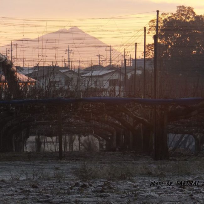 今朝の筑波山　2014.12．25