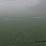 濃霧で真っ白の白菜畑　2014.11．13　栃木県小山市