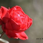晩秋に咲く赤いバラ　2014.11．18　栃木県小山市