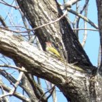 長野県（信州）山ノ内町で見られた野鳥　21　アオゲラ　Japanede Green Woodpecker