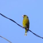 長野県（信州）山ノ内町で見られた野鳥　55　カワラヒワ　Oriental　Greenfinch
