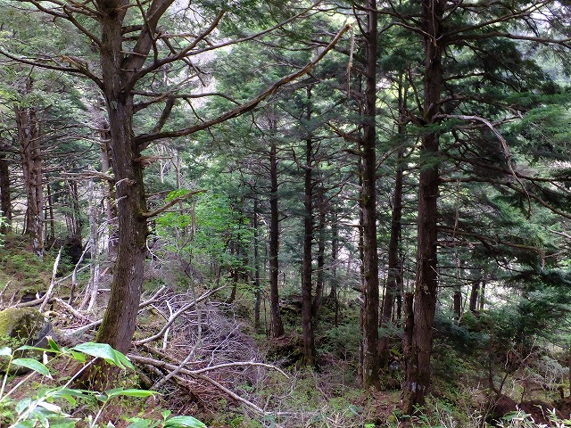 コメツガの林