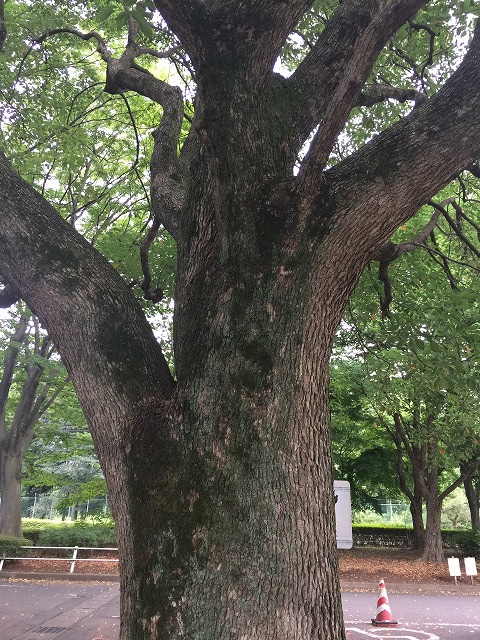 クスノキの大木