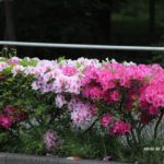 今朝の散歩中に出会った花：ツツジロード　2014.5．6　栃木県小山市