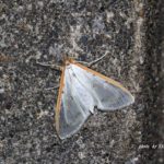 今朝の散歩中に出会った昆虫：マエアカスカシノメイガ　2014.5．30　栃木県小山市