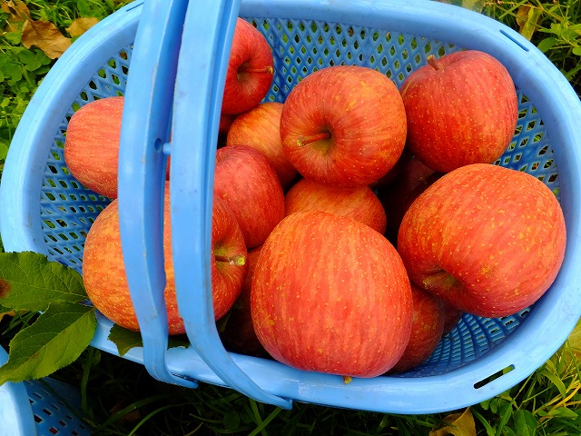 収穫したばかりのりんご　ふじ　長野県山ノ内町