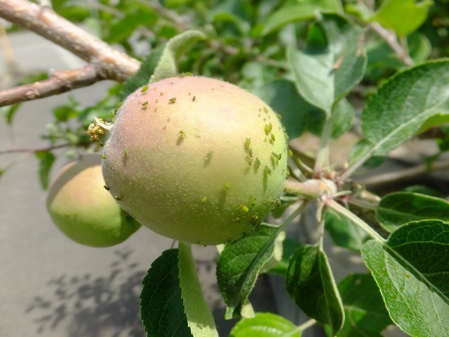 りんごの果実についたユキヤナギアブラムシ