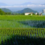 【ＴＢＳ報道特集】「ネオニコ系農薬　人への影響は」を見て　その５　東京大学山室真澄教授の研究