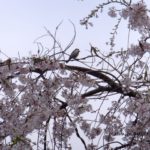 枝垂れ桜とシジュウカラ　　2015.4．3　　栃木県小山市