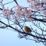 桜とホオジロ　　2015.4．6　　栃木県小山市