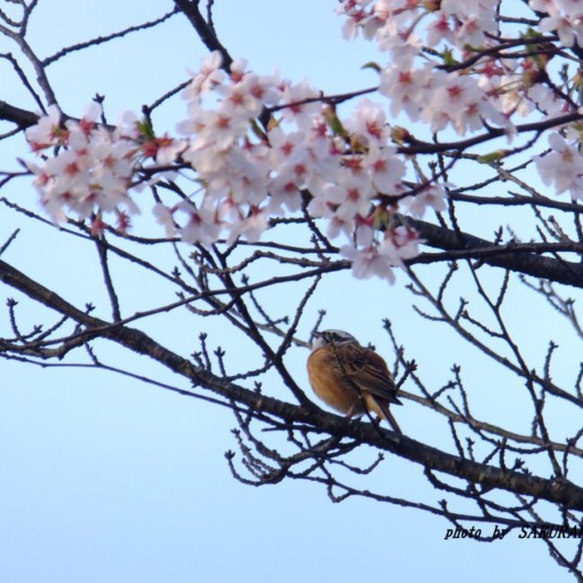 桜とホオジロ　　2015.4．6