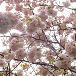 まだ桜（イチヨウ）　　2015.4．14　栃木県小山市