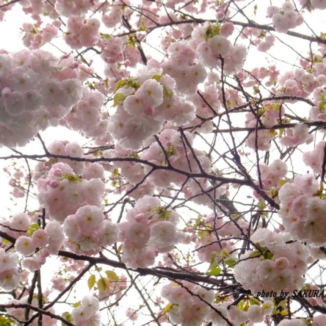 桜　　2015.4．14