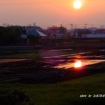 田ごとの太陽　　2015.4．27　　栃木県小山市