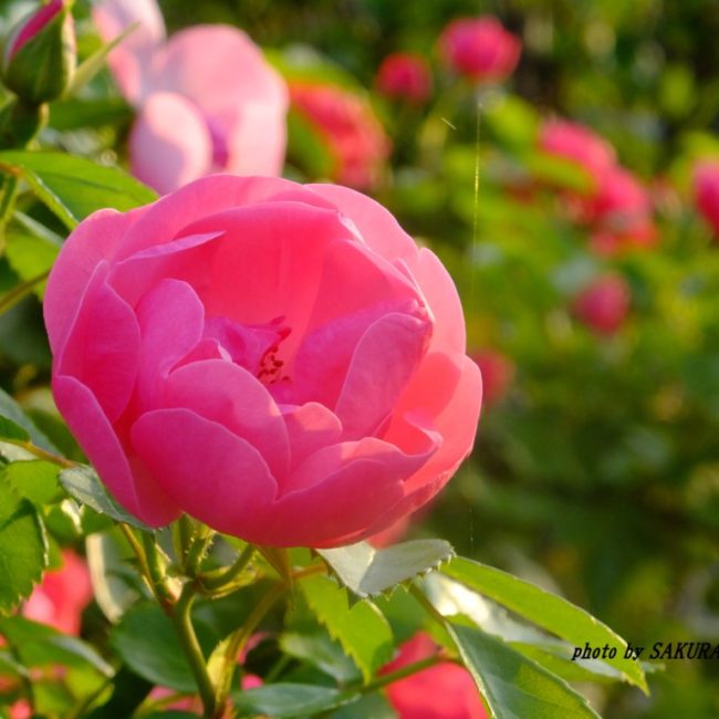 ピンクのバラ　2015.5．15
