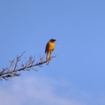 コンデジで野鳥を撮る　冬の使者ジョウビタキ