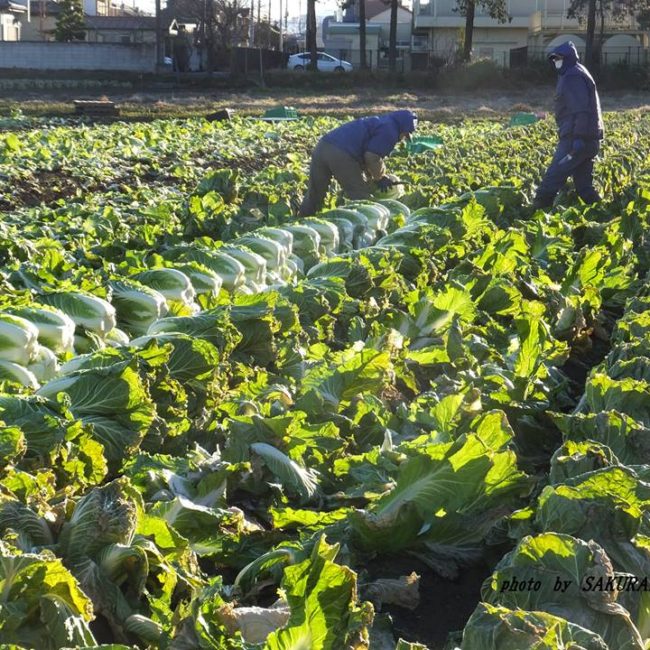 霜降り白菜収穫　2015.1．17