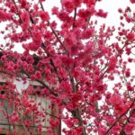 ひとんちだけど鮮やかな紅梅　2015.3．6　栃木県小山市