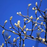 春の予感　ふくらみはじめたコブシのつぼみ　2015.1．13　栃木県小山市