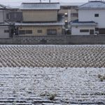 まだ収穫残っている雪の白菜畑　2015.1．30　栃木県小山市