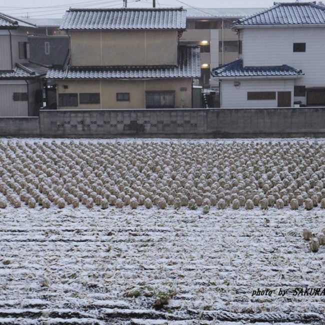 雪の白菜畑　2015.1．30