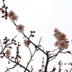 咲き始めたばかりのウメの花　2015.2．20　栃木県小山市
