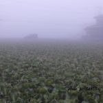 霧に覆われたはくさい畑　2014.12．30　栃木県小山市
