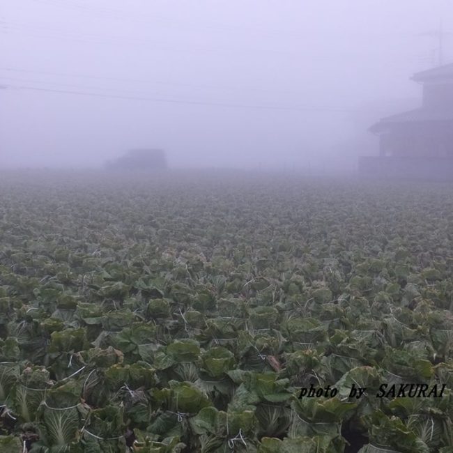 霧の白菜畑　2014.12．30